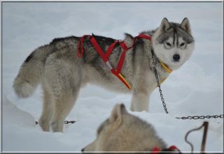 Ice Gang From ivalo