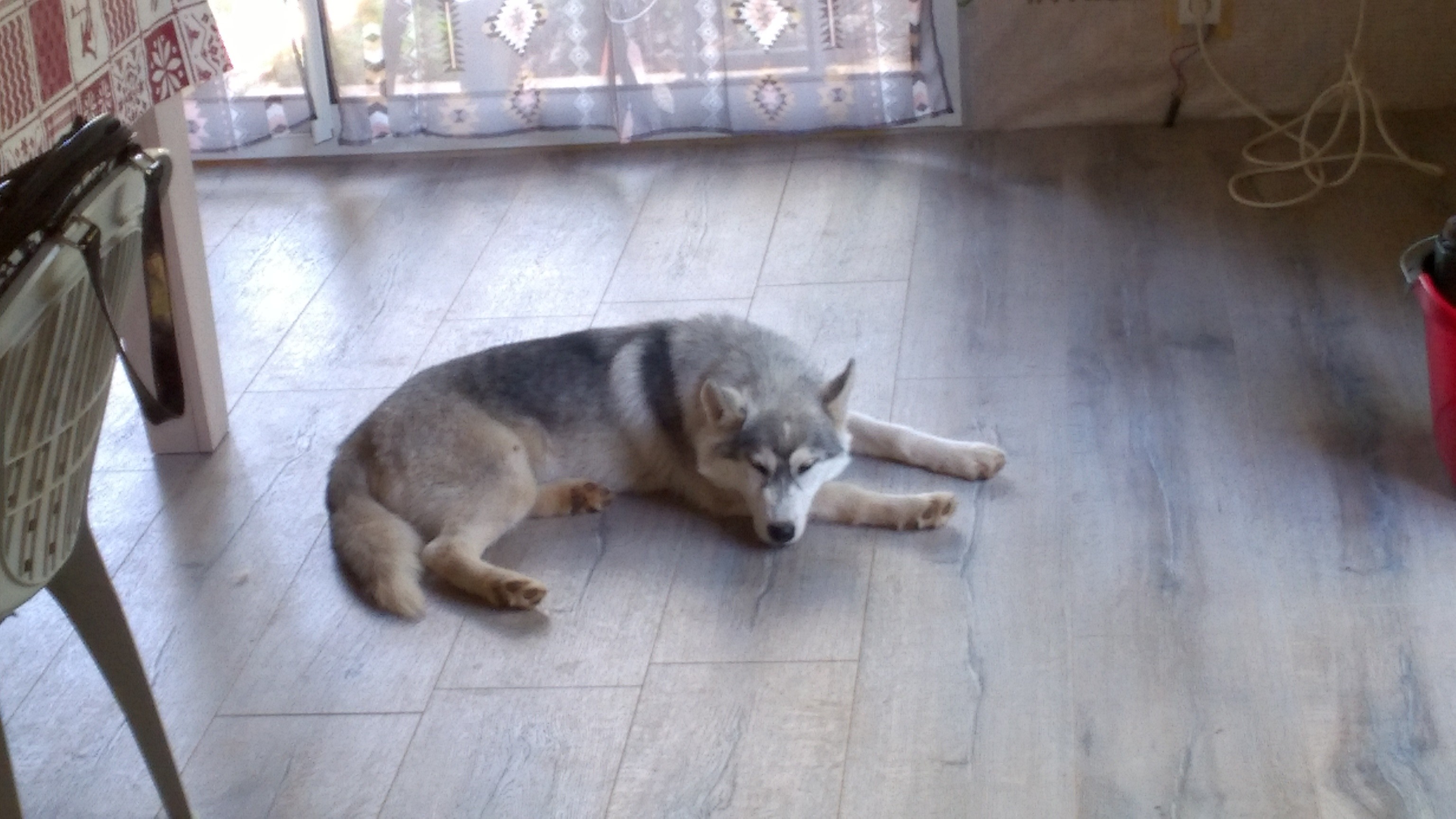 Of cold winter nights Okami