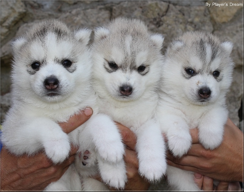 Artichusky - Siberian Husky - Portée née le 09/07/2013