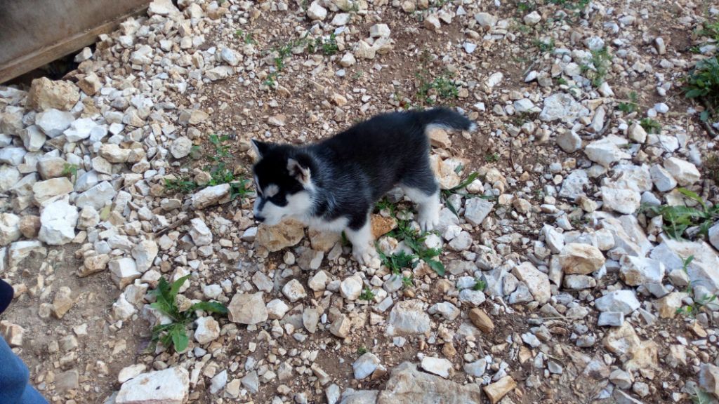 Artichusky - Siberian Husky - Portée née le 04/06/2019