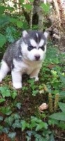 CHIOT